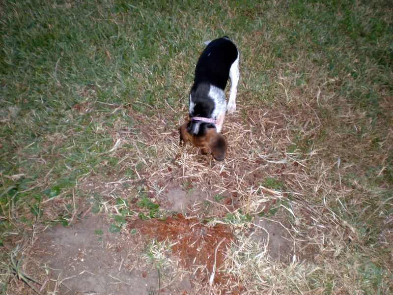 Zoey-061.JPG
