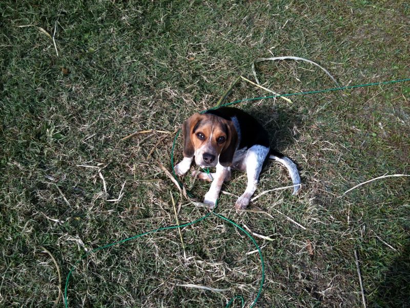 Zoey-072.JPG
