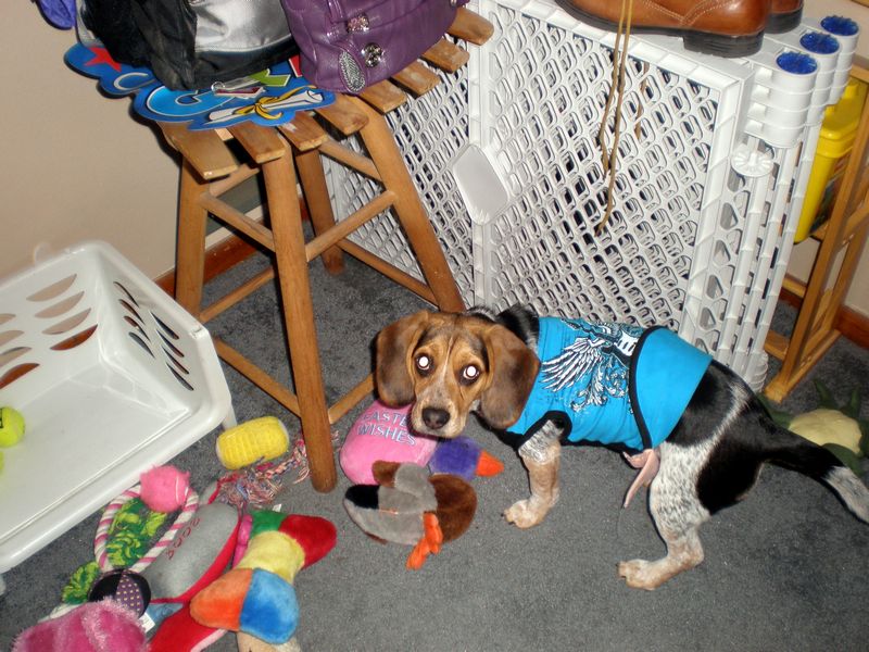 Zoey-105.JPG