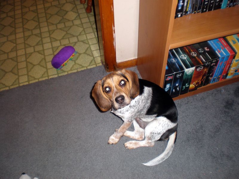 Zoey-131.JPG