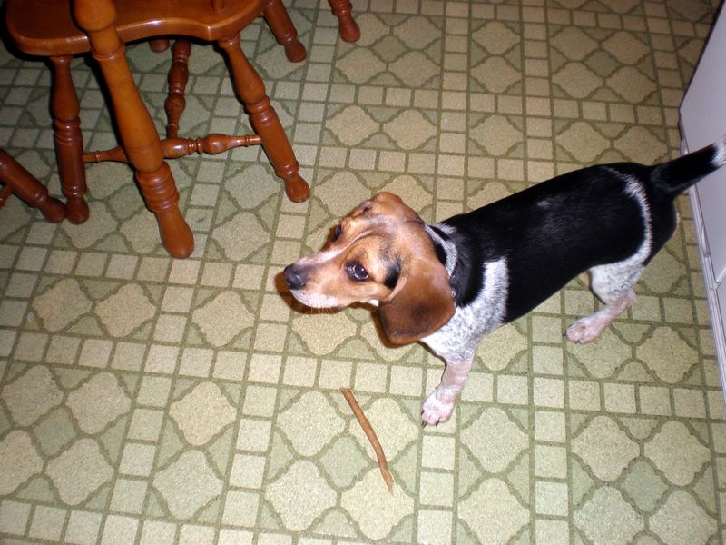 Zoey-137.JPG
