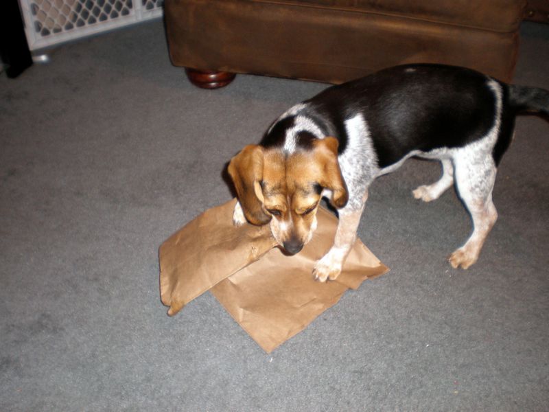 Zoey-152.JPG