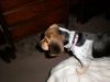 Zoey-026.JPG