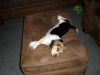 Zoey-031.JPG