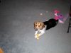Zoey-122.JPG